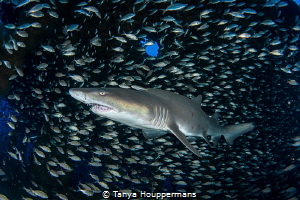'Center of the Universe' - A sand tiger shark is surround... by Tanya Houppermans 